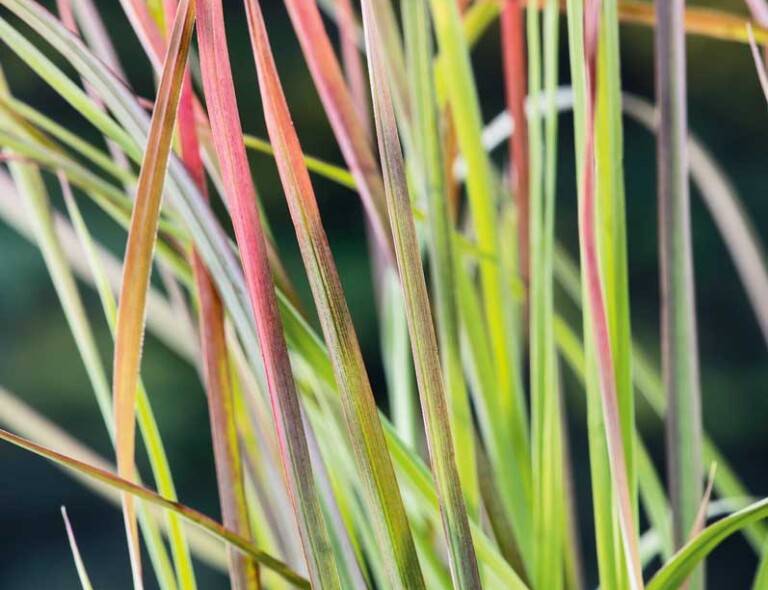 Schizachyrium scoparium 'Colorado'®